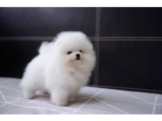 Purebred Pomeranian Puppies available