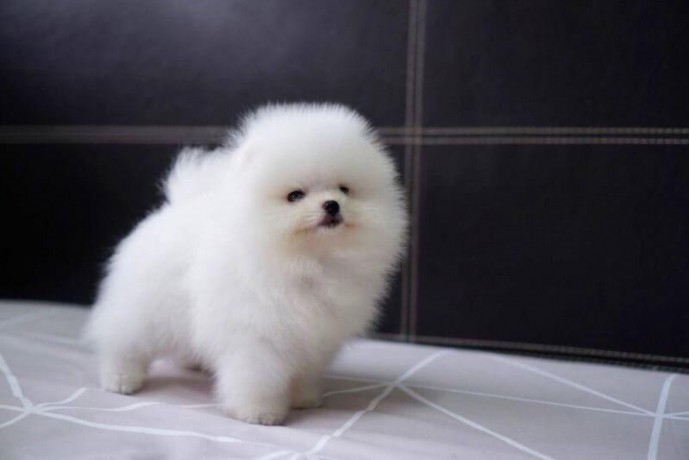 purebred-pomeranian-puppies-available-big-0