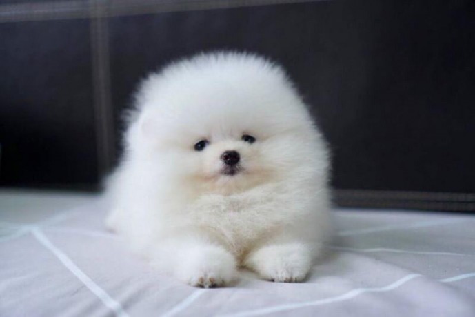 purebred-pomeranian-puppies-available-big-1