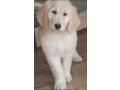 purebred-maltipoo-small-0