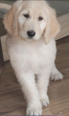 purebred-maltipoo-big-0