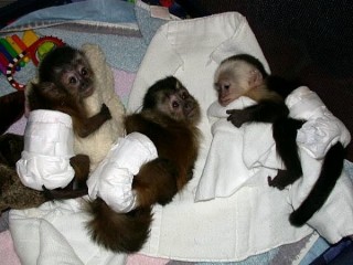 Cute Bottle feed Twins Baby Capuchin Monkey for Sale