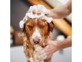 dog-bath-service-in-fishhawk-small-0