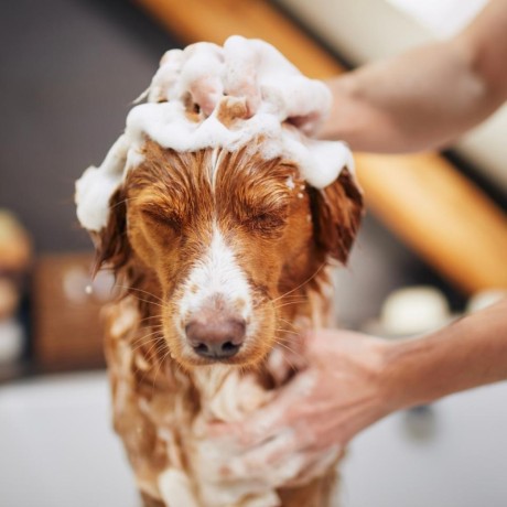 dog-bath-service-in-fishhawk-big-0