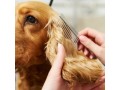 pet-spa-services-fishhawk-small-0