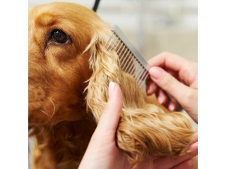Pet Spa Services Fishhawk