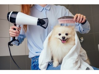 Professional Dog Groomers Fishhawk