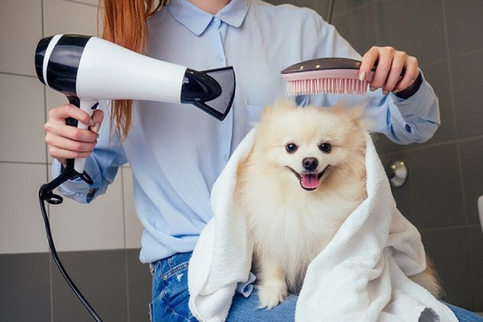 professional-dog-groomers-fishhawk-big-0