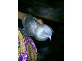 #AFRICA BRING BACK LOST LOVE SPELLS, LOVE SPELLS CASTER {{+27672740459}} JOHANNESBURG, CALIFORNIA, TORONTO, WORLDLY IN GENERAL.