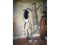 powerful-traditional-healer-small-0