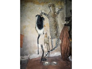 Powerful Traditional Healer