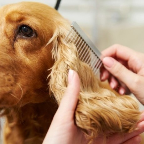 puppy-grooming-winter-park-big-0