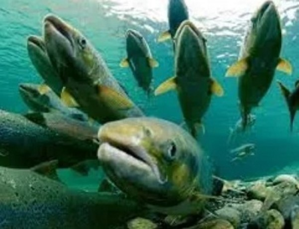 premium-smoked-salmon-for-gourmet-quality-big-2