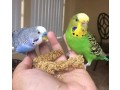 hand-raised-african-grey-parrots-for-sale-small-1