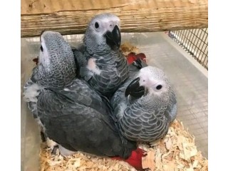 Hand Raised African Grey Parrots for Sale
