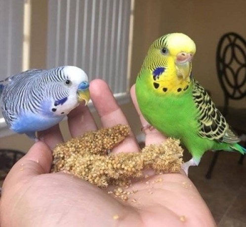 hand-raised-african-grey-parrots-for-sale-big-1