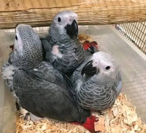 hand-raised-african-grey-parrots-for-sale-big-0