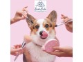 stylish-and-safe-pet-haircuts-in-oviedo-small-0