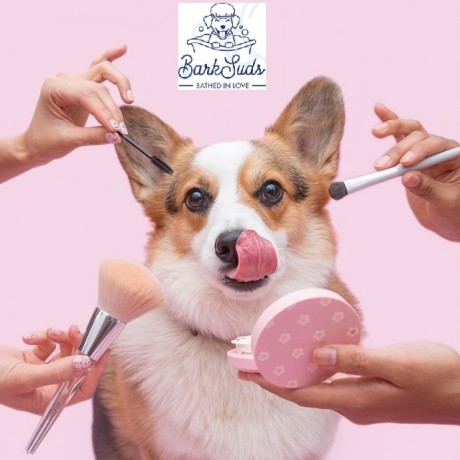 stylish-and-safe-pet-haircuts-in-oviedo-big-0
