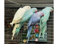 talking-male-and-female-african-grey-parrots-for-salemacawcockatoo-small-1