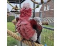 talking-male-and-female-african-grey-parrots-for-salemacawcockatoo-small-2