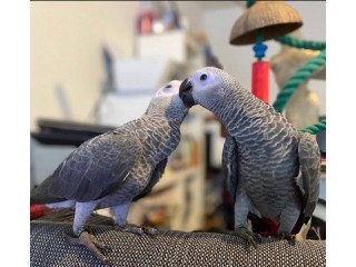 Talking Male and Female African Grey Parrots For Sale/Macaw/Cockatoo