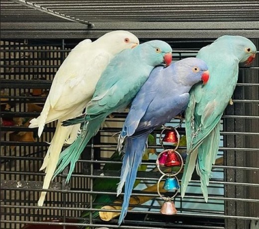 talking-male-and-female-african-grey-parrots-for-salemacawcockatoo-big-1