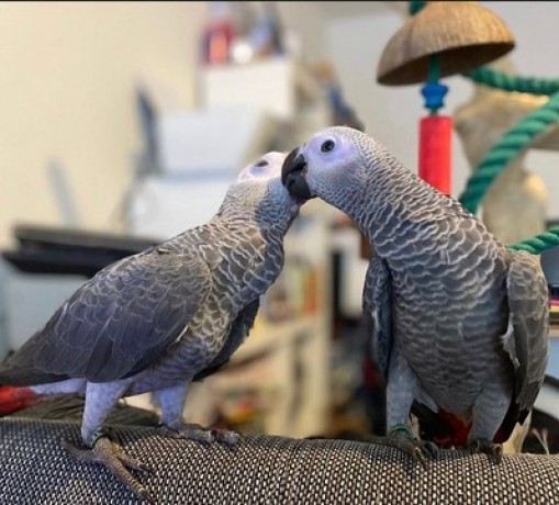 talking-male-and-female-african-grey-parrots-for-salemacawcockatoo-big-0