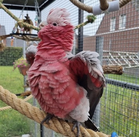 talking-male-and-female-african-grey-parrots-for-salemacawcockatoo-big-2