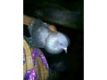 africa-bring-back-lost-love-spells-love-spells-caster-27672740459-johannesburg-california-toronto-worldly-in-general-small-0