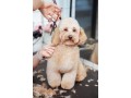 affordable-dog-grooming-in-oviedo-gentle-professional-care-small-0