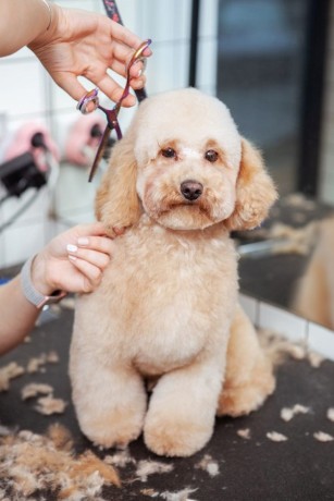 affordable-dog-grooming-in-oviedo-gentle-professional-care-big-0