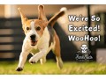top-quality-care-for-your-furry-friend-small-0