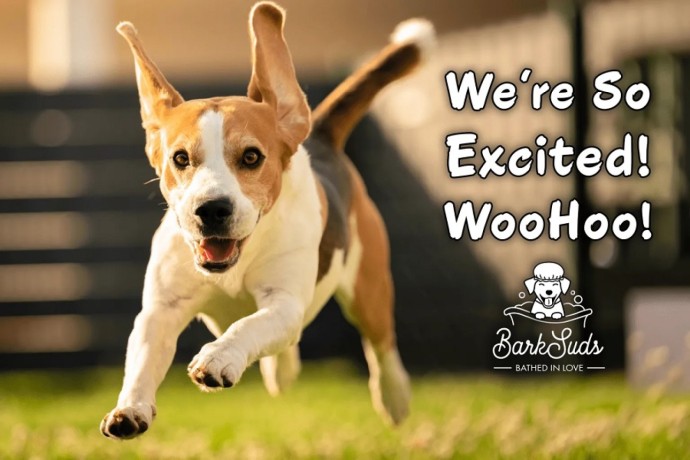 top-quality-care-for-your-furry-friend-big-0