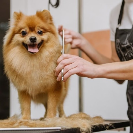 professional-pet-grooming-and-haircuts-in-fishhawk-big-0