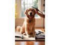 sustainable-pet-pampering-for-a-healthier-tomorrow-small-0