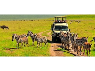 Tanzania Safari Tours with Kimgoni Tanzania Safaris – Private & Luxury Options