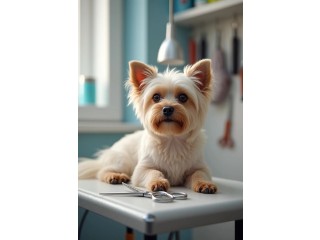 Gentle and Affordable Care for Your Furry Friend in Oviedo