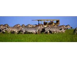 Top-Rated Tanzania Safari Tours with Premium Lodging