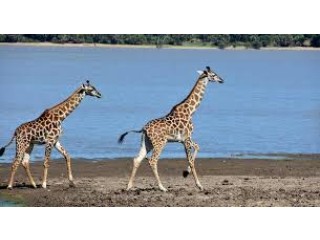 Arusha Safari Lodge Tanzania – Arusha Park Stays with Asante Travel Group