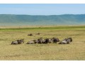 ngorongoro-conservation-area-safari-tours-amrix-adventures-ltd-small-0
