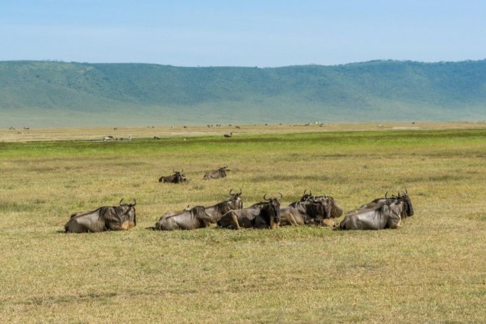 ngorongoro-conservation-area-safari-tours-amrix-adventures-ltd-big-0