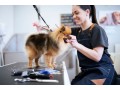 your-search-for-the-best-dog-groomers-in-fishhawk-ends-here-small-0