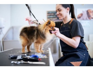 Your Search for the Best Dog Groomers in Fishhawk Ends Here