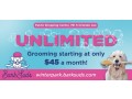 trusted-winter-park-grooming-for-happy-healthy-pets-small-0