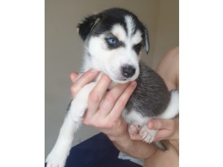 AKC Registered Purebred Siberian Husky Pups For Adoption: How Text us at:(541) 641-1905