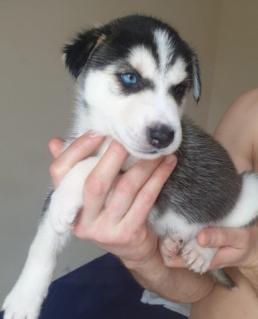 akc-registered-purebred-siberian-husky-pups-for-adoption-how-text-us-at541-641-1905-big-0