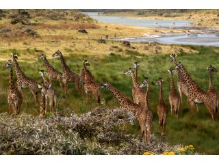 Tanzania Safari Holidays | Enduimet Adventure Safaris