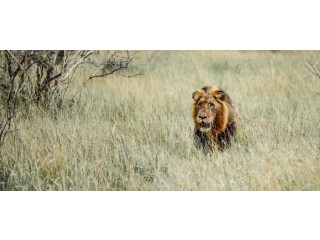 Family-Friendly Tanzania Safari Packages with Amrix Adventures Ltd