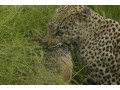 adventure-awaits-best-safari-tours-with-wild-planet-safari-small-0